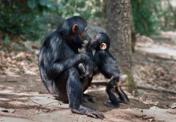Dois primatas se beijam foto da natureza Jane Goodall