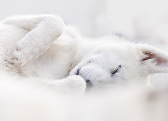 cão da Groelândia deitado concurso de fotografia foto de cachorro Groelândia