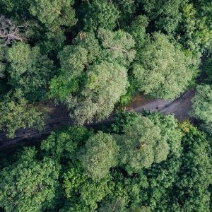 floresta mudanças climáticas descarbonização COP27 Hydro