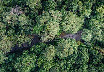 floresta mudanças climáticas descarbonização COP27 Hydro