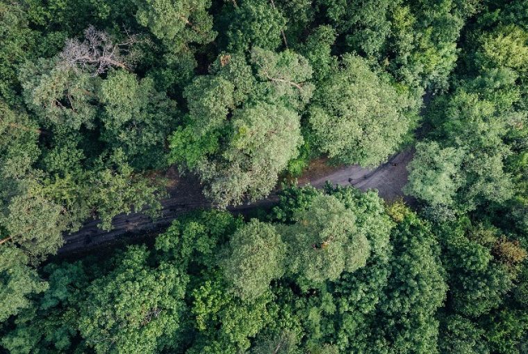 floresta mudanças climáticas descarbonização COP27 Hydro