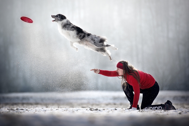 cão brincando concurso de fotografia foto de cachorro