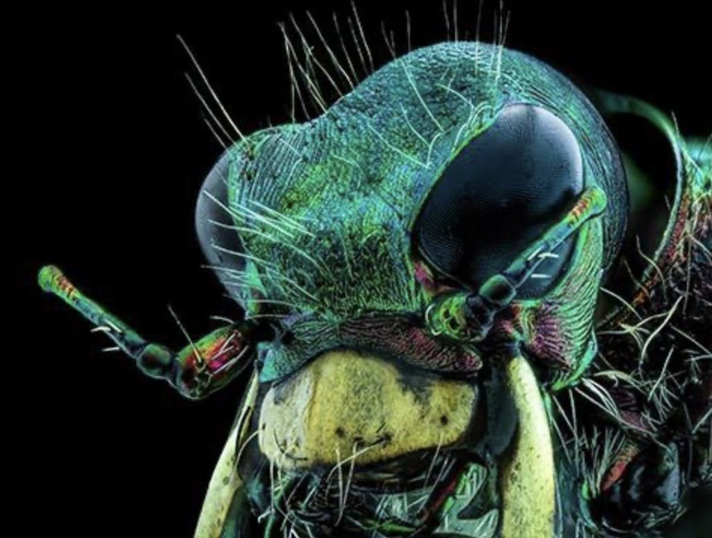 Microfotografia prêmio concurso besouro mosca