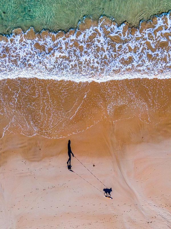 cachorro passeando na praia