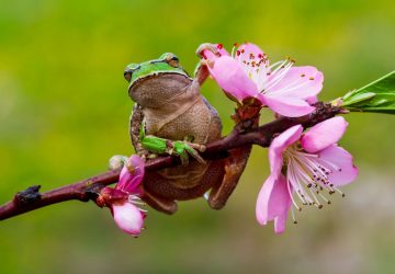 sapo e flores Turquia fotografia de natureza