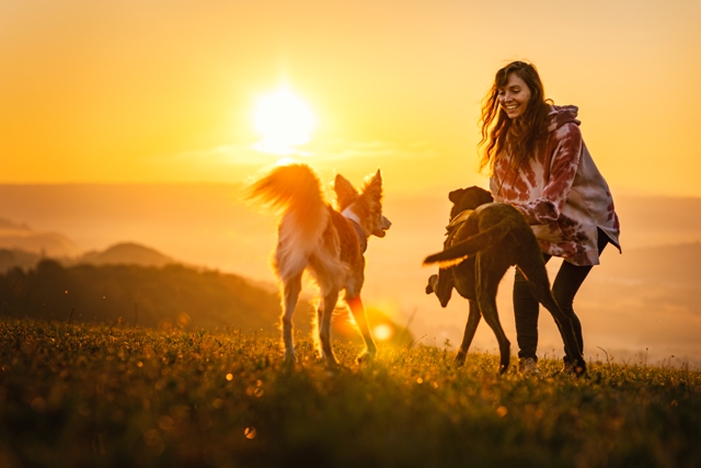 cachorros brincando por do sol