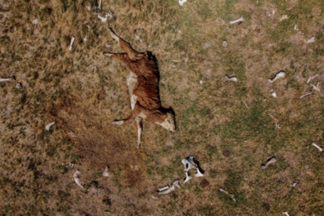Vaca morta devido a seca na Argentina