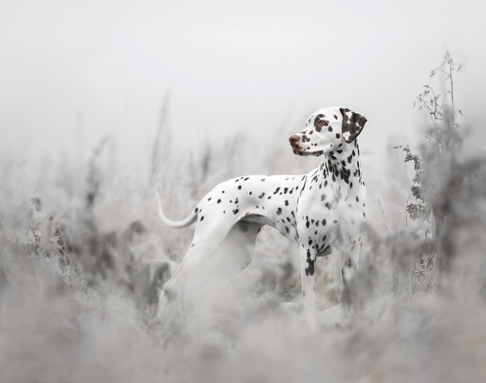 dálmata caminhando concurso de fotografia foto de cachorro Reino Unido