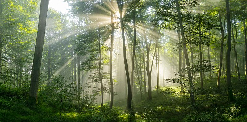 raios de sol árvores florestas Baviera