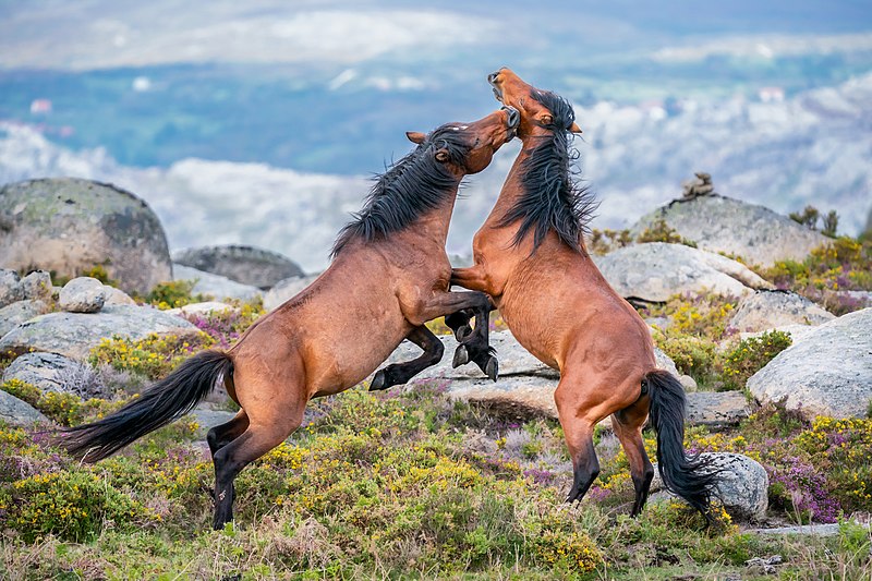 cavalos lutando Portugal