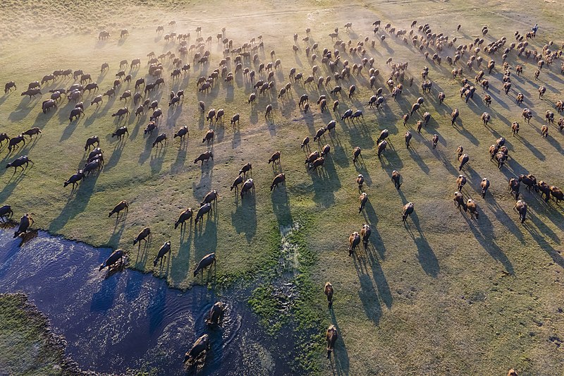 manada de búfalos Turquia fotografia de natureza