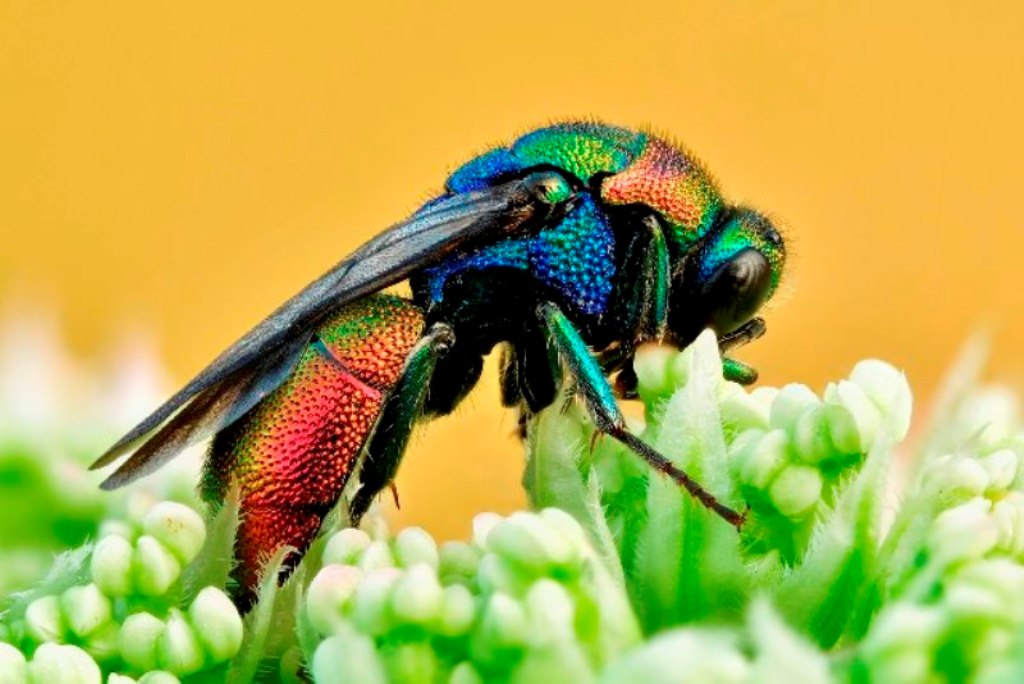 close-up vespa cuco Alemanha fotografia de natureza