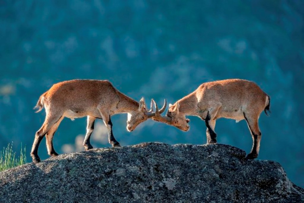 combate ibexes - Portugal fotografia de natureza
