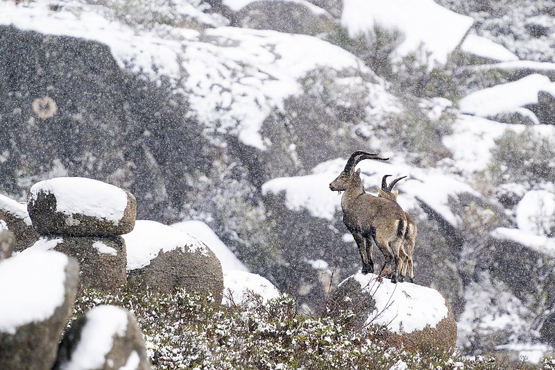 ibex em rocha com neve Portugal