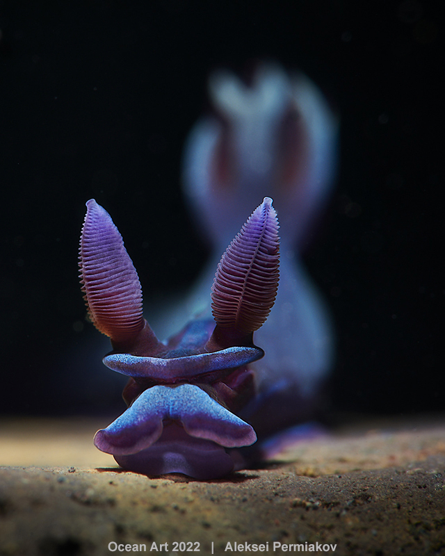nudibranquio azul