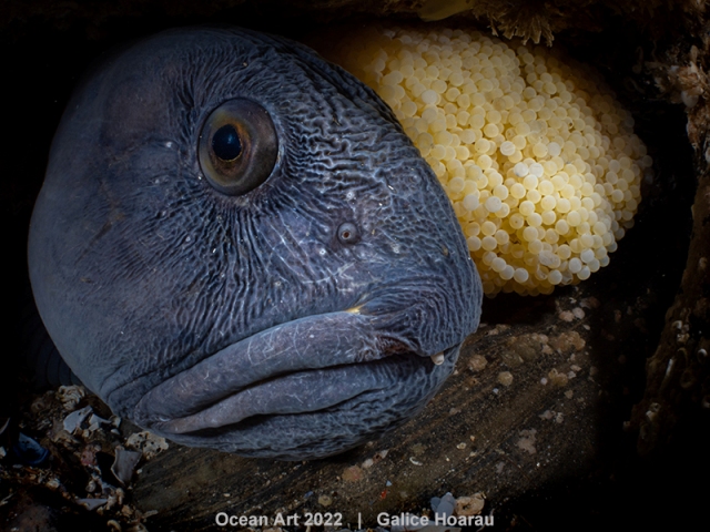 peixe lobo com ovos fotografia subaquática