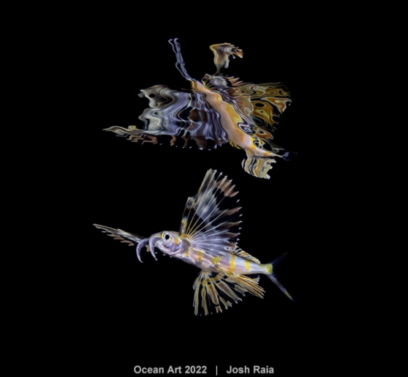 peixe voador foto subaquática