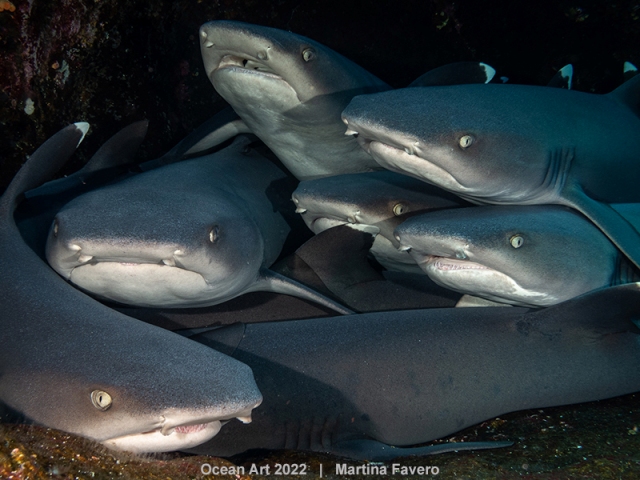 grupo de tubarões concurso de fotografia