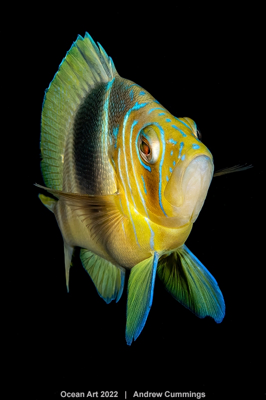 peixe Hamlet fotografia subaquática