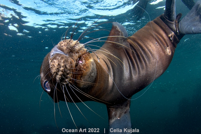 filhote de leão-marinho com gancho na boca