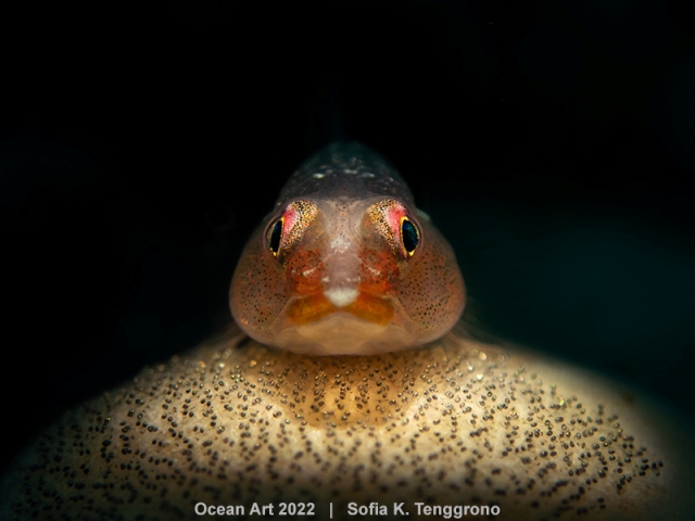 peixe goby guardando os ovos