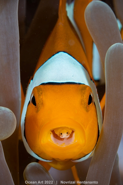 peixe com peixinho na boca fotografia subaquática