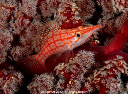 peixe narigudo fotografia subaquática