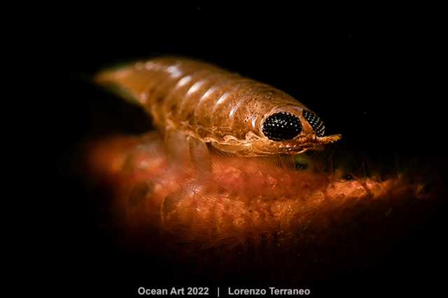 parasita piolho fotografia subaquática