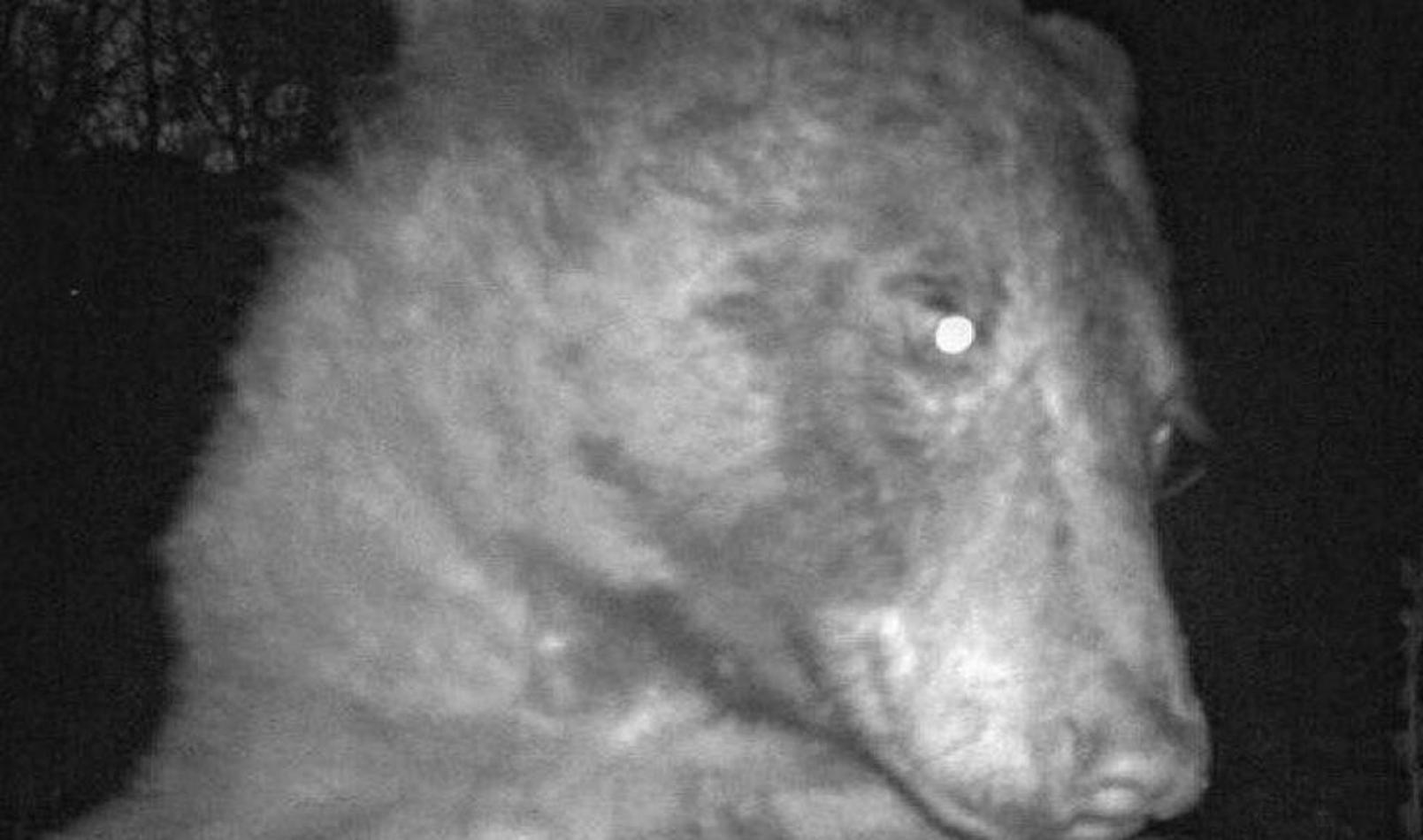 urso selfie bear foto vida selvagem EUA
