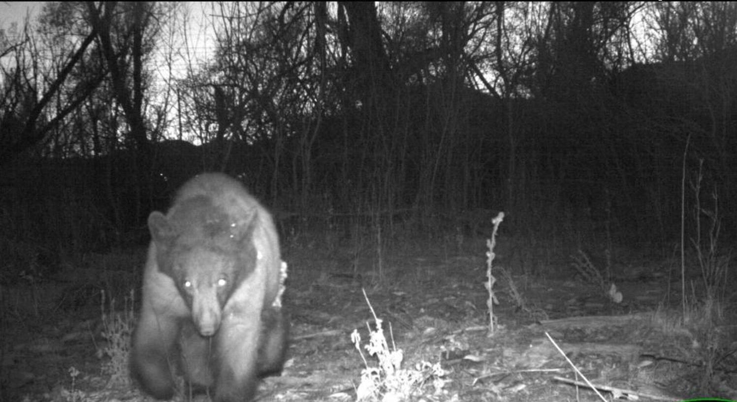 urso andando selfie bear fotografia da vida selvagem EUA