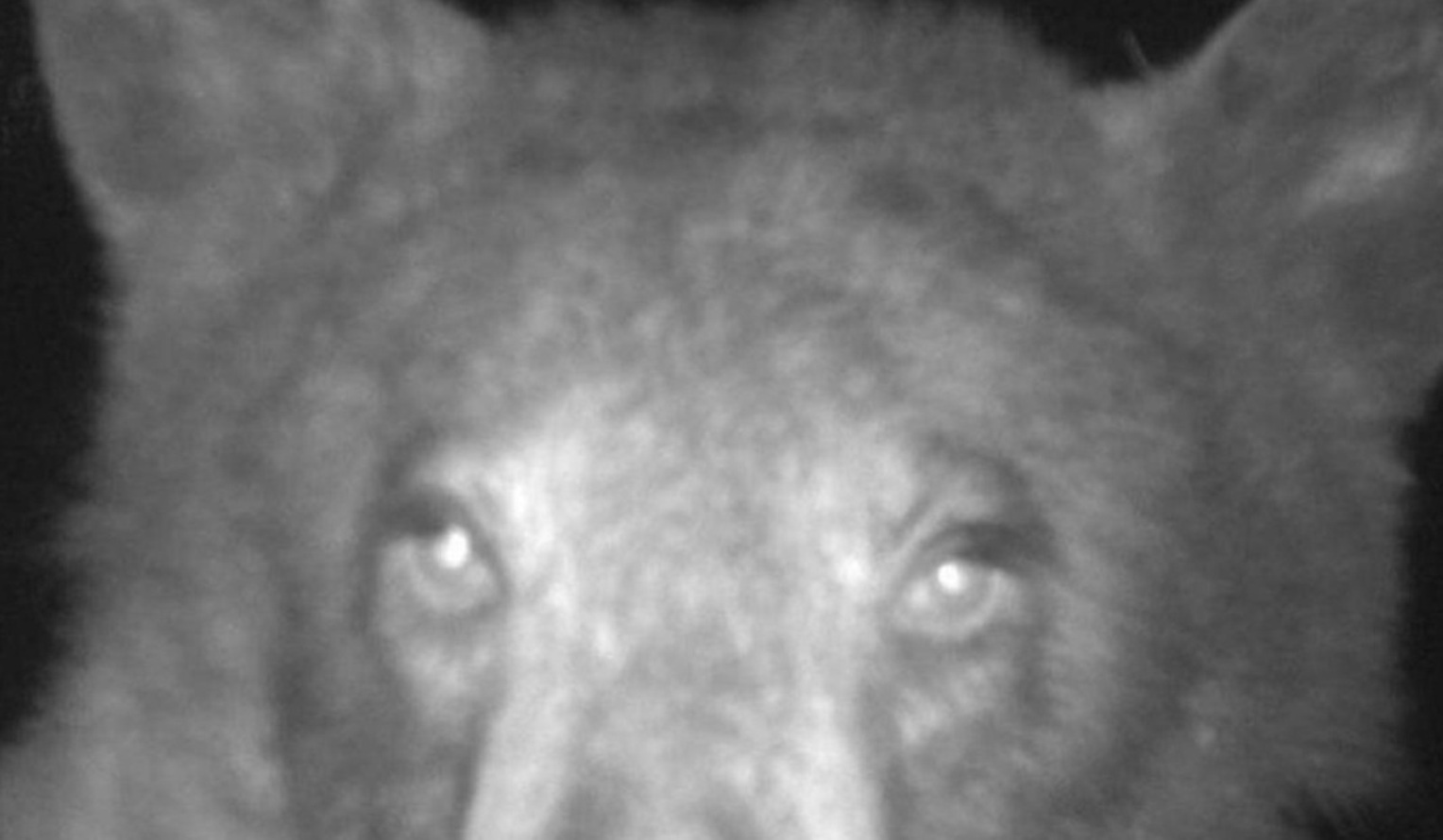 urso selfie bear EUA