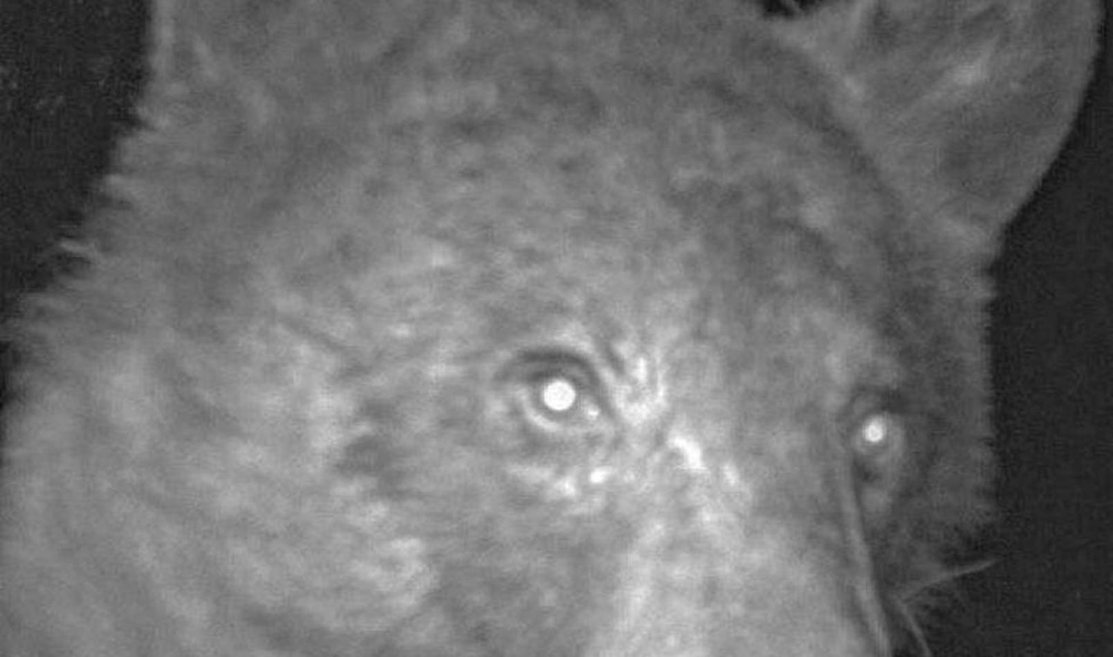 urso selfie bear foto vida selvagem EUA