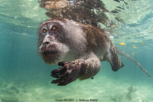 Macaco comedor-de-caranguejo fotografado na Tailândia, foto do ano em prêmio de fotografia subaquática 