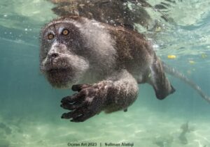 Macaco nadando, foto premiada em concurso de fotografia subaquática