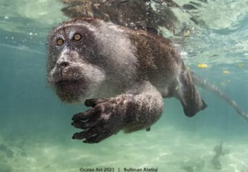 Macaco nadando, foto premiada em concurso de fotografia subaquática