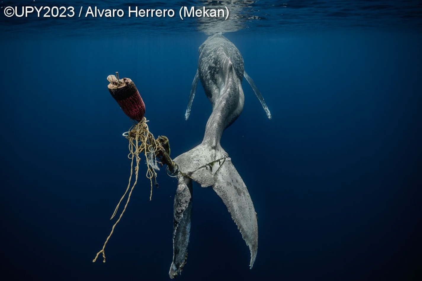 baleia jubarte com armadilha presa na cauda fotografia subaquática Califórnia