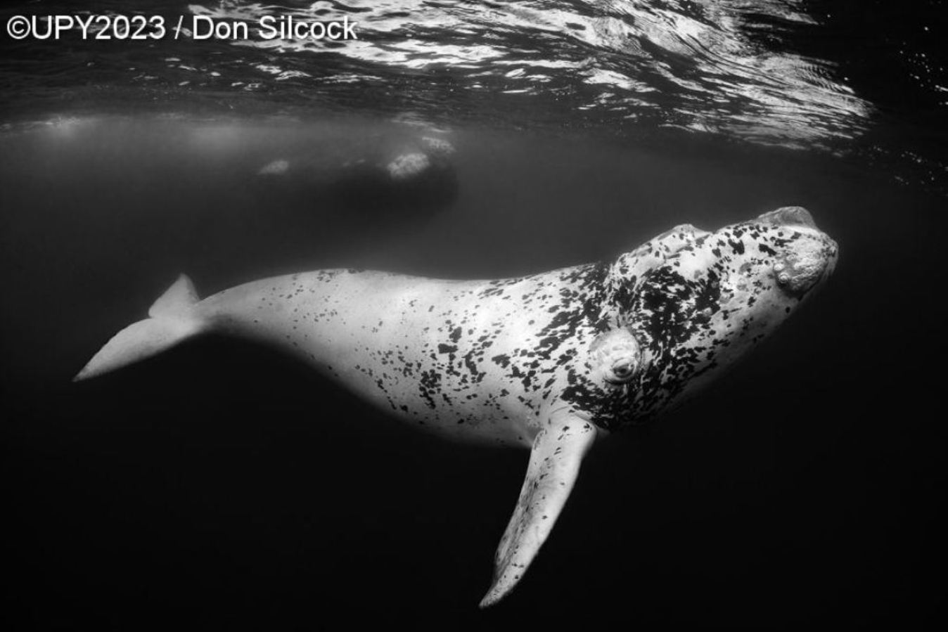 filhote de baleia fotografia subaquática Argentina