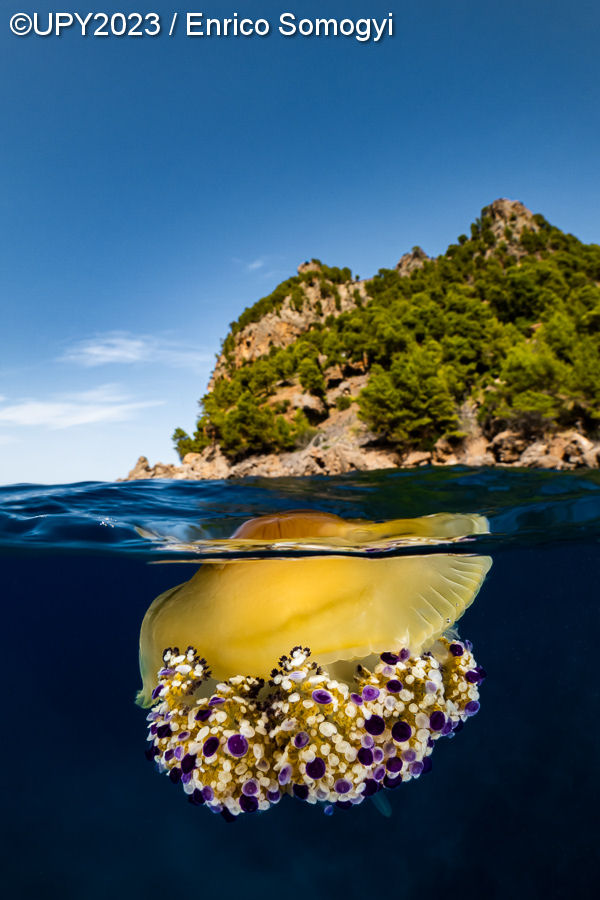 medusa de ovo frito - fotografia subaquática Mallorca