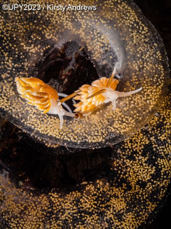 nudibranquios comendo ovos fotografia subaquática Escócia