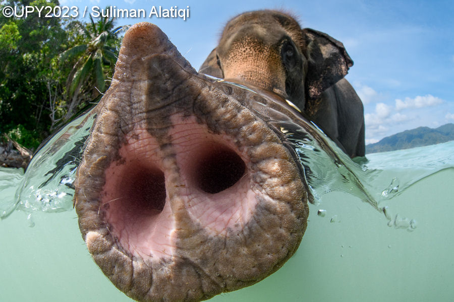 tromba de elefante fotografia subaquatica Tailândia