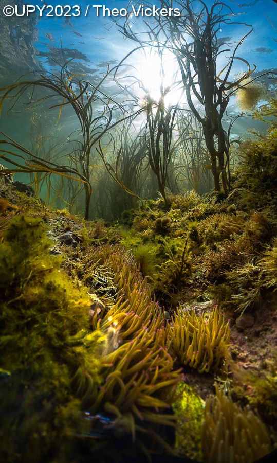 mares de ilhas selvagens fotógrafo revelação fotografia subaquática Reino Unido