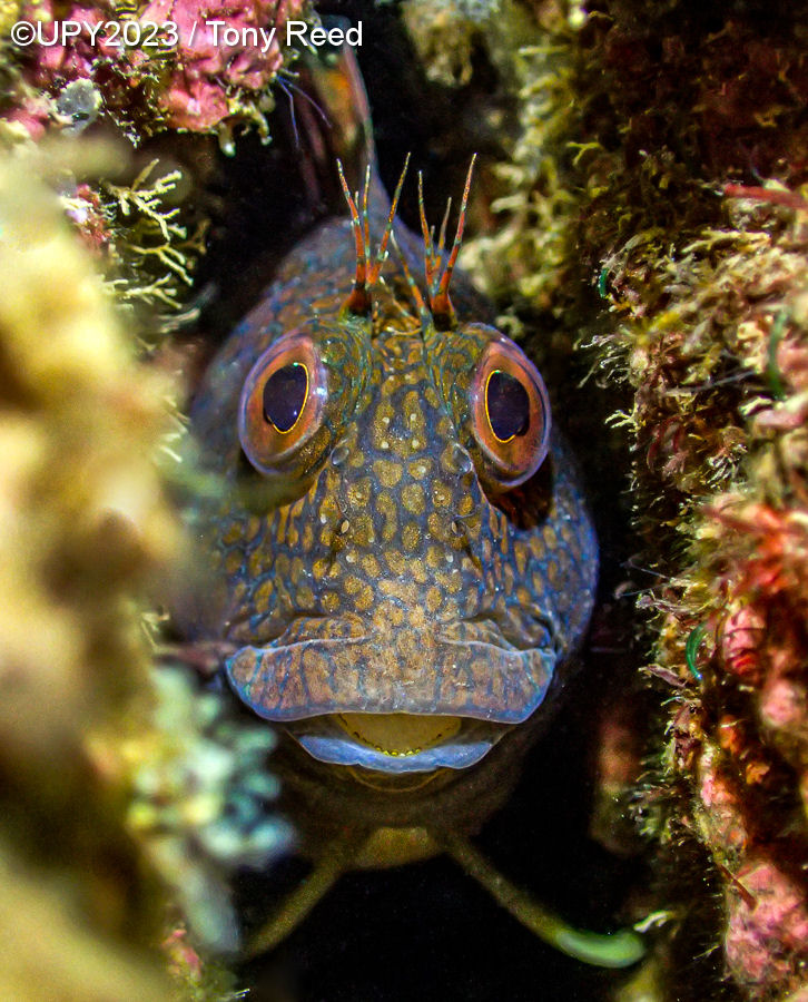 close peixe Blenny fotografia subaquática Inglaterra