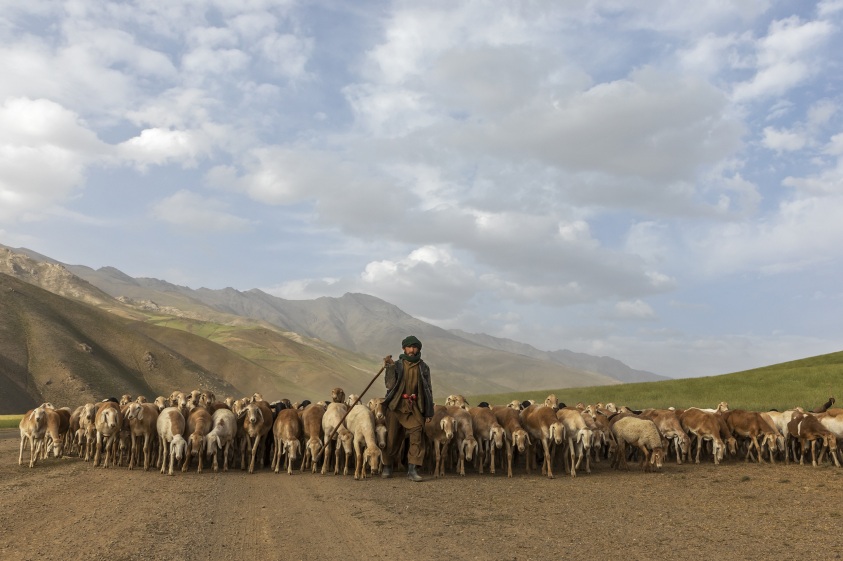 pastor e ovelhas