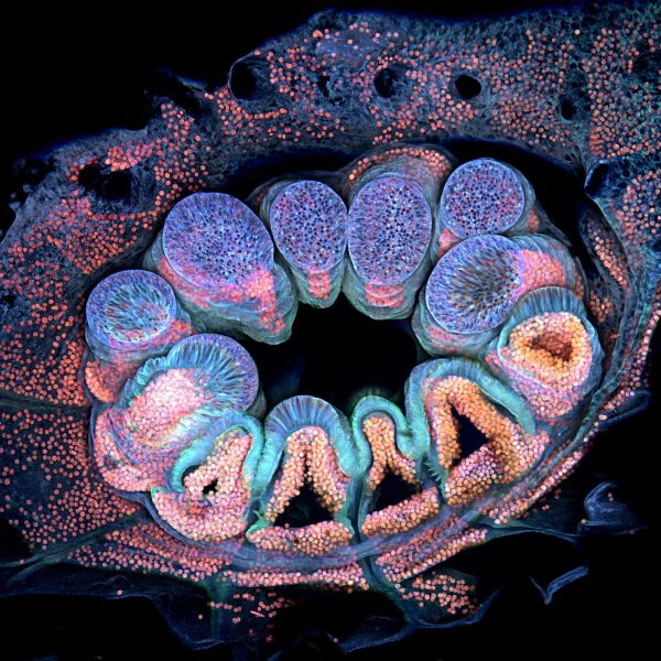 Autofluorescência de um único pólipo de coral microfotografia fotografia de microscópio