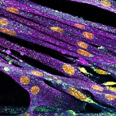 Mioblastos de camundongo microfotografia fotografia de microscópio