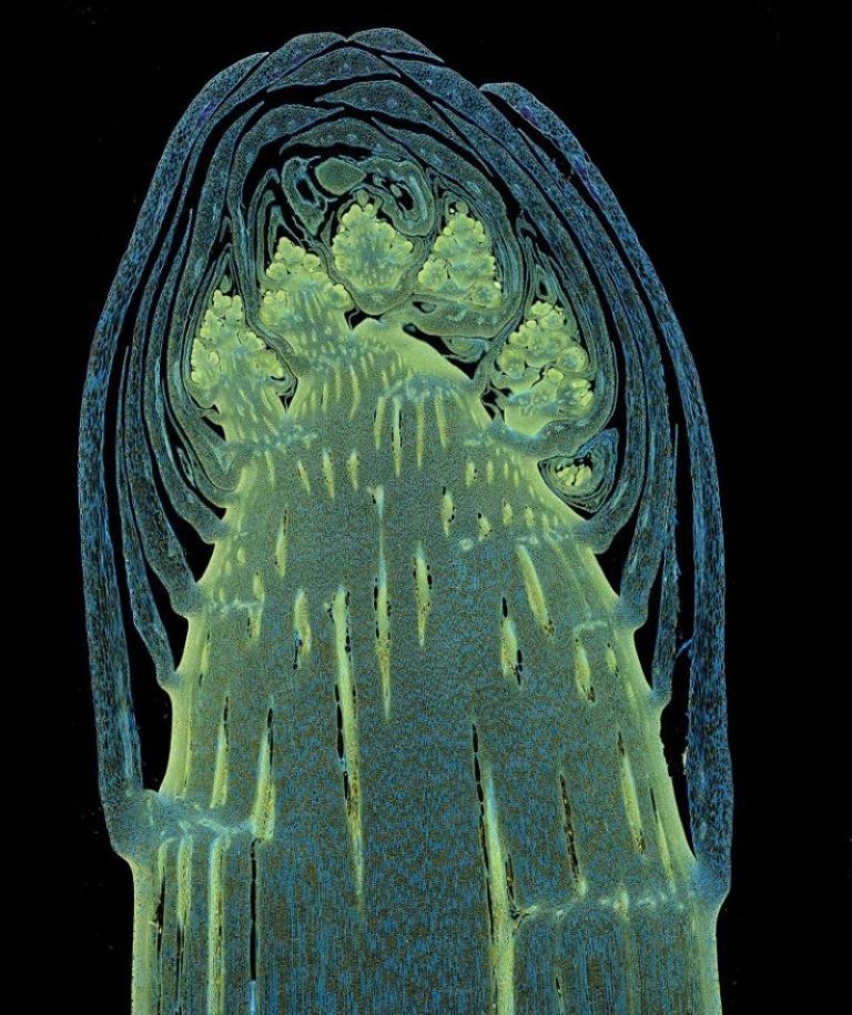 Corte longitudinal através de uma ponta de broto de aspargo branco microfotografia fotografia de microscópio