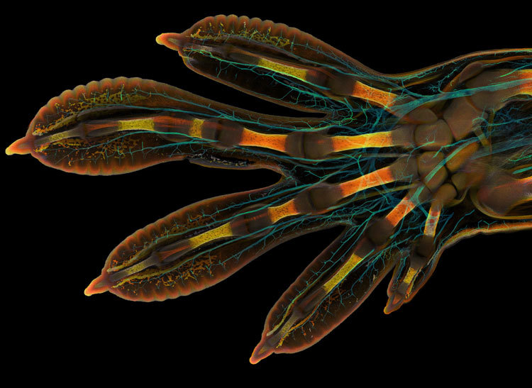 Mão embrionária de uma lagartixa gigante de Madagascar microfotografia fotografia de microscópio