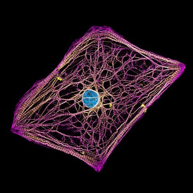 Cardiomiócitos humanos (células do coração) microfotografia fotografia de microscópio