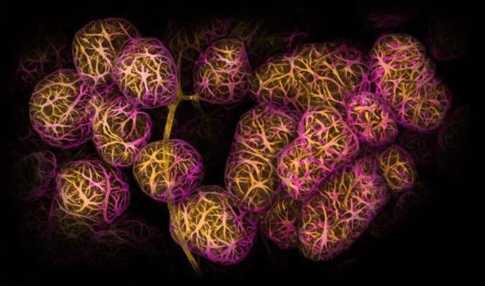 2º lugar – Tecido mamário mostrando células mioepiteliais contráteis envolvendo alvéolos produtores de leite microfotografia fotografia de microscópio concurso de fotografia
