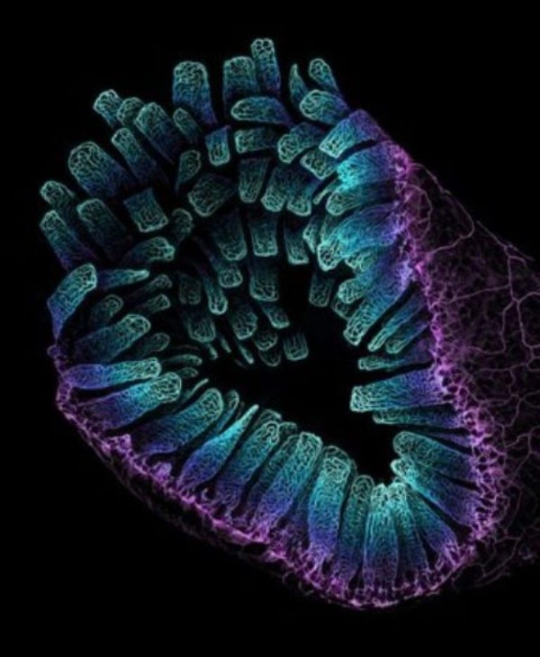 3º lugar - Redes de vasos sanguíneos no intestino de um camundongo adulto microfotografia fotografia de microscópio concurso de fotografia